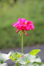 IMG_4213.jpg