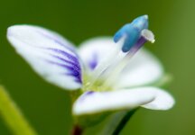 Bluetendurchmesser-ca-5mm--20130523-2862.jpg