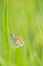 Kleines Wiesenvögelchen (Coenonympha pamphilus)_Q22A7467.jpg