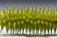 Gras-1.jpg
