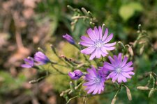 comp_Calmont-02460.jpg