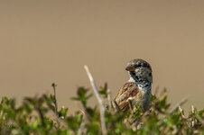 Spatz2 - D7100_500mm_30%Crop.jpg