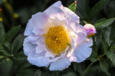 Blüte LR CC.jpg