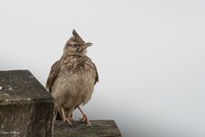 comp_DSC_16732.jpg