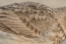 DSC_1539-2.jpg