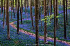 hallerbos2016_0168_wz_1000.jpg