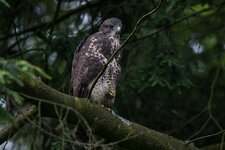 DSC07917.jpg