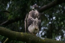 DSC07936.jpg