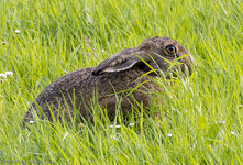 Hase-4.jpg