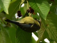 comp_DSC_1236-2-2.jpg