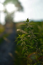 DSCF8518.jpg