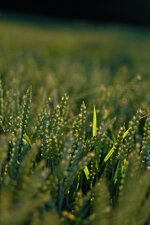 DSCF8524.jpg