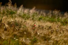 DSCF8529.jpg