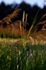 DSCF8542.jpg