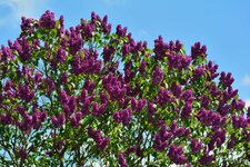 _DSC_0202.jpg