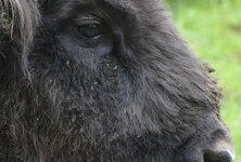 Bild 1_DSC3476 f5,6 400mm.jpg