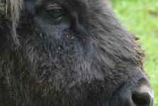 Bild 2_DSC3477 f8 400mm.jpg