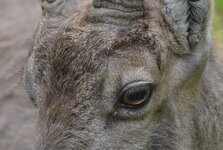 Bild 4_DSC3520 f5,6 400mm.jpg