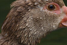 Bild 5_DSC3814 f5,6 400mm.jpg