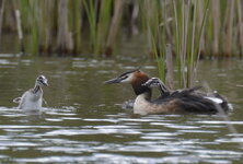 Bild 6_DSC3942 f9 550mm.jpg