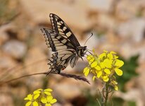 2013.05.28  P. machaon.jpg