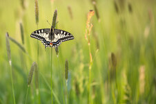 Schwalbenschwanz (Papilio machaon)_Q22A6924.jpg