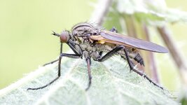 Fliege11_k.jpg