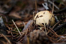 Pilz2_0716.jpg