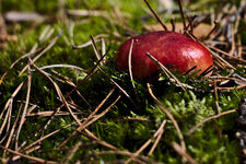 Pilz3_0716.jpg