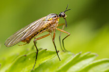Skorpinsfliege--20160504-8624.jpg
