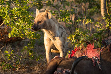20160709_070210_Kruger_park.jpg
