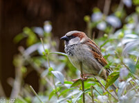 Spatz (1 von 1).jpg