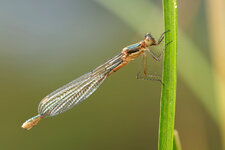 P6293474_2015-06-29_suedl-Binsenjungfer_Lestes-barbarus_Weibchen.jpg