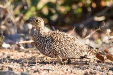 20160706_155344_Kruger_park-7.jpg