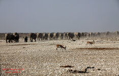 06_Etosha.jpg