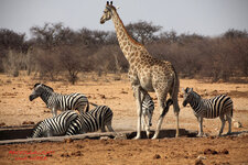 08_Etosha.jpg