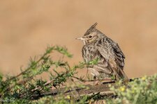 comp_DSC_14472.jpg