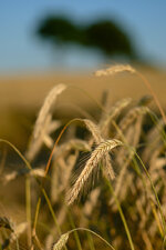 DSCF8806.jpg