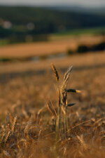 DSCF8819.jpg