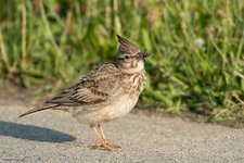 comp_DSC_15362.jpg