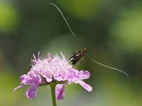 MB_70-300LMacro1.jpg