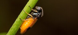 comp_1-1 Fly-1.jpg