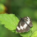 klein_AN161698.jpg