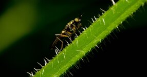 comp_Fly-1.jpg