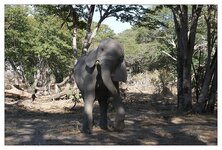Elefant und Mensch4.jpg
