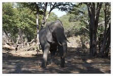 Elefant und Mensch5.jpg