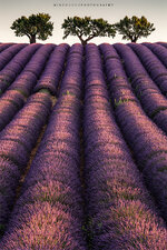 valensole2016_0573_wz_850.jpg