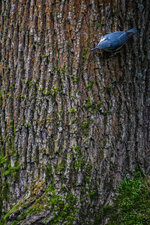 IMG_6665-Bearbeitet.jpg