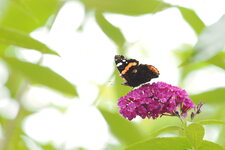 P7230332_5.jpg