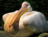 zoo-augsburg-juli-2016-317dd.jpg